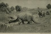 Drawing of Triceratops dinosaur